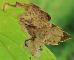 Metallus lanceolatus