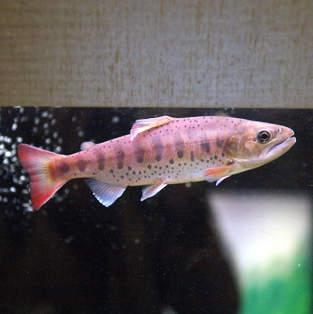MASU 白スラックス SALMON Satsukimasu Salmon (Oncorhynchus ishikawai) · iNaturalist