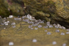 Fistulobalanus albicostatus