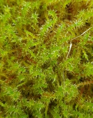 Rhytidiadelphus squarrosus