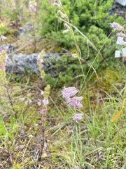 Silene gallica