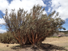 Polylepis racemosa