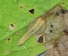 Metallus lanceolatus
