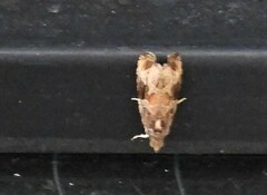 Zomaria interruptolineana