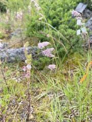 Silene gallica