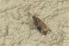 Zomaria interruptolineana