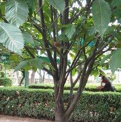 Turdus rufopalliatus