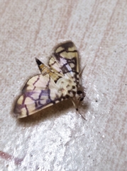 Pardomima