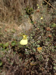 Calceolaria triloba