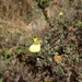 Calceolaria triloba - Photo (c) Robin Ardito, some rights reserved (CC BY-NC), uploaded by Robin Ardito