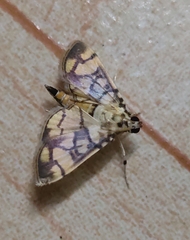 Pardomima