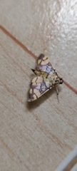 Pardomima