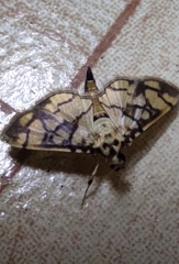 Pardomima