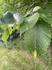 Ulmus