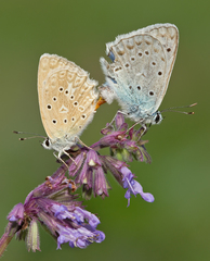 Polyommatus daphnis