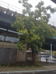 Ailanthus altissima