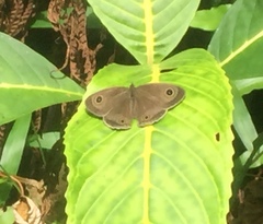 Ypthima pandocus corticaria