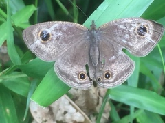 Ypthima pandocus corticaria