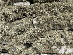 Ramalina siliquosa