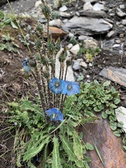 Meconopsis horridula