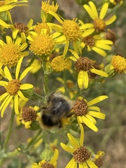Bombus jonellus
