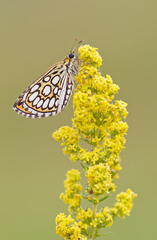 Heteropterus morpheus
