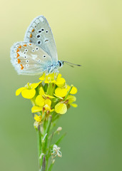Polyommatus dorylas