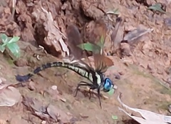 Polycanthagyna melanictera