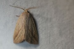 Amolita obliqua