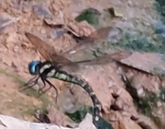 Polycanthagyna melanictera