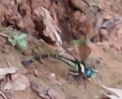 Polycanthagyna melanictera