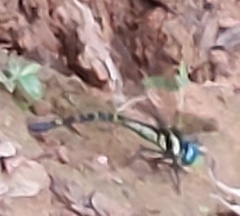 Polycanthagyna melanictera