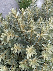 Hippophae
