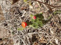 Opuntia quitensis