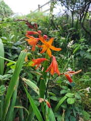 Hesperantha coccinea