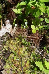 Drosera rotundifolia — photo 2