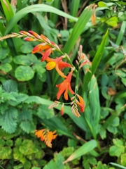 Hesperantha coccinea