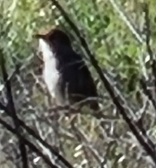 Cisticola fulvicapilla