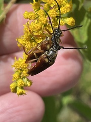 Typocerus acuticauda