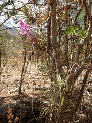 Tillandsia cacticola