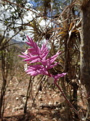 Tillandsia cacticola