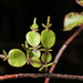 Dwarf Mistletoes - Photo (c) Pete McGregor, some rights reserved (CC BY-NC-ND), uploaded by Pete McGregor