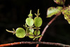 Dwarf Mistletoes - Photo (c) Pete McGregor, some rights reserved (CC BY-NC-ND), uploaded by Pete McGregor
