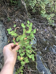 Euphorbia alpina