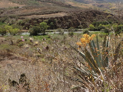 Cyrtopodium macrobulbon