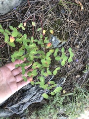Euphorbia alpina