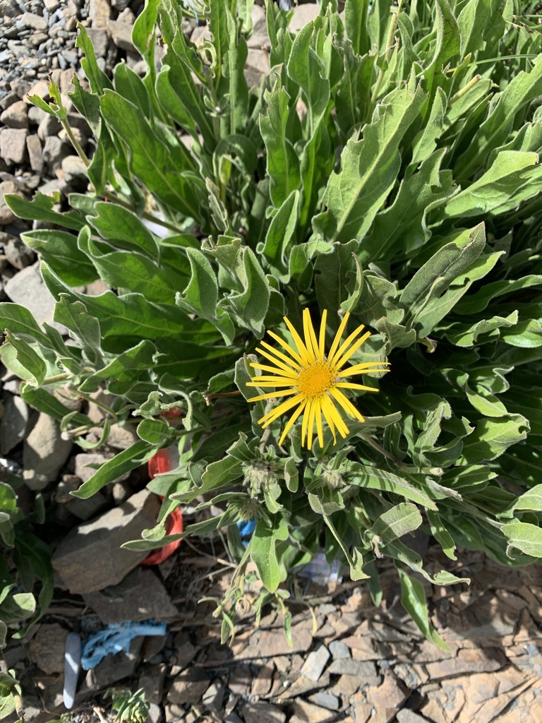 Pulicaria insignis