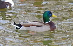 Anas platyrhynchos