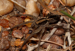 Schizocosa malitiosa