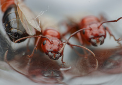Camponotus sayi